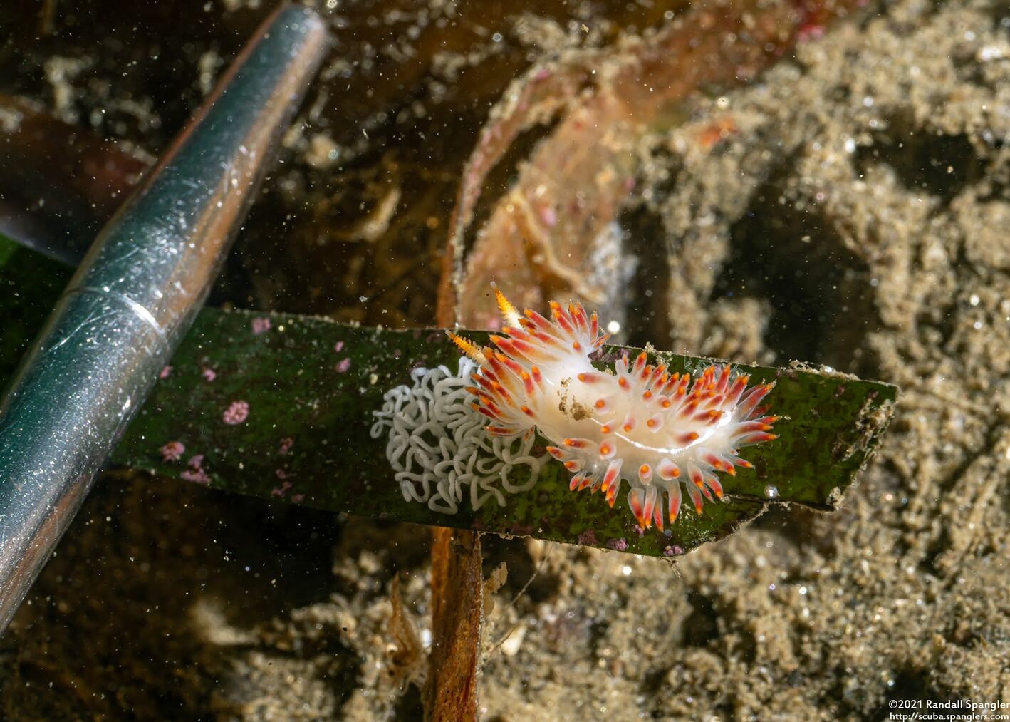 Coryphella trilineata (Three-Lined Aeolid)