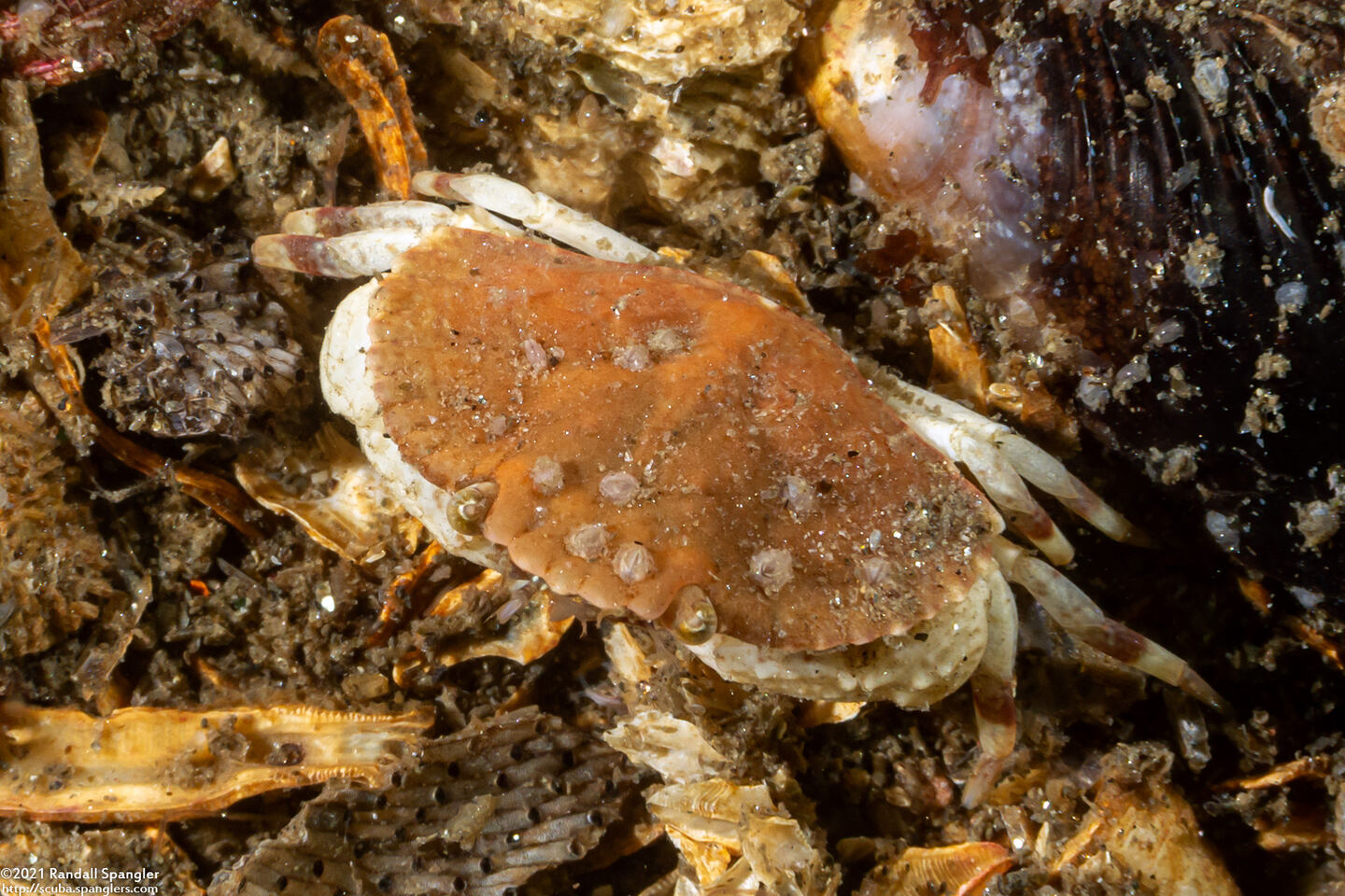 Cancer productus (Red Rock Crab)