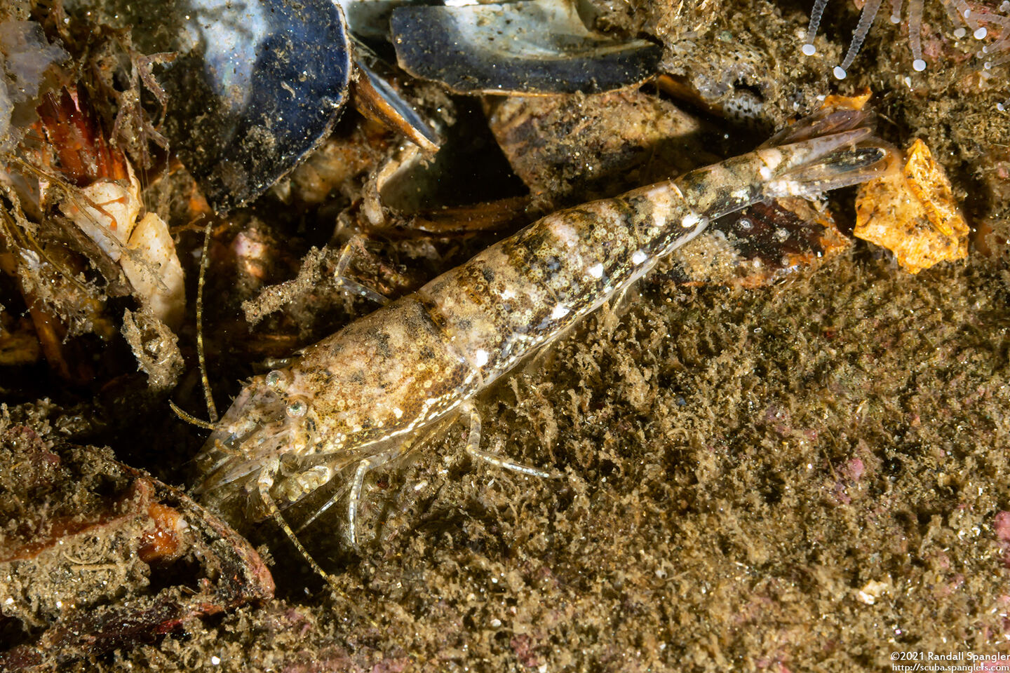 Crangon franciscorum (California Bay Shrimp)