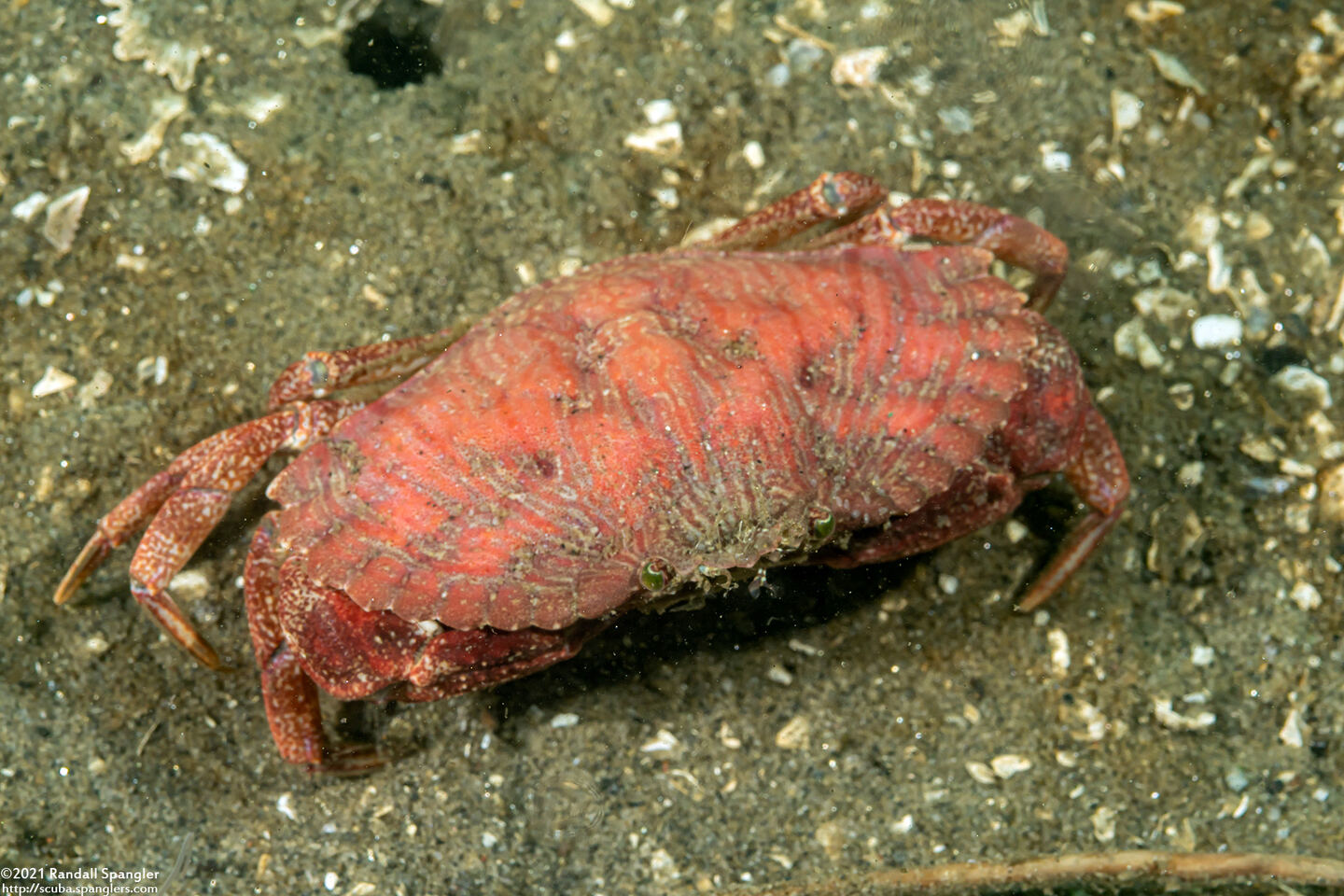Cancer productus (Red Rock Crab)