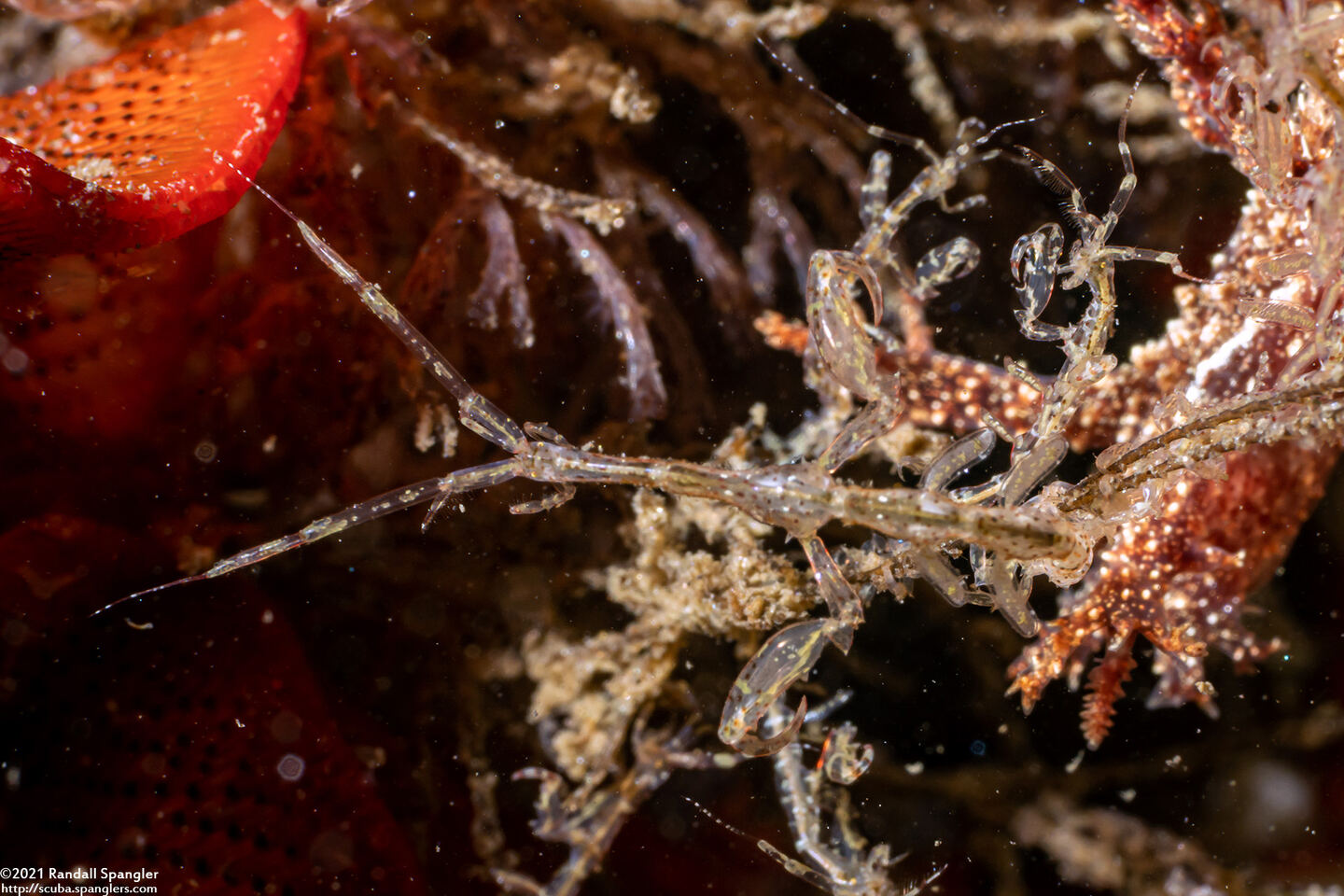 Caprella sp.1 (Skeleton Shrimp)