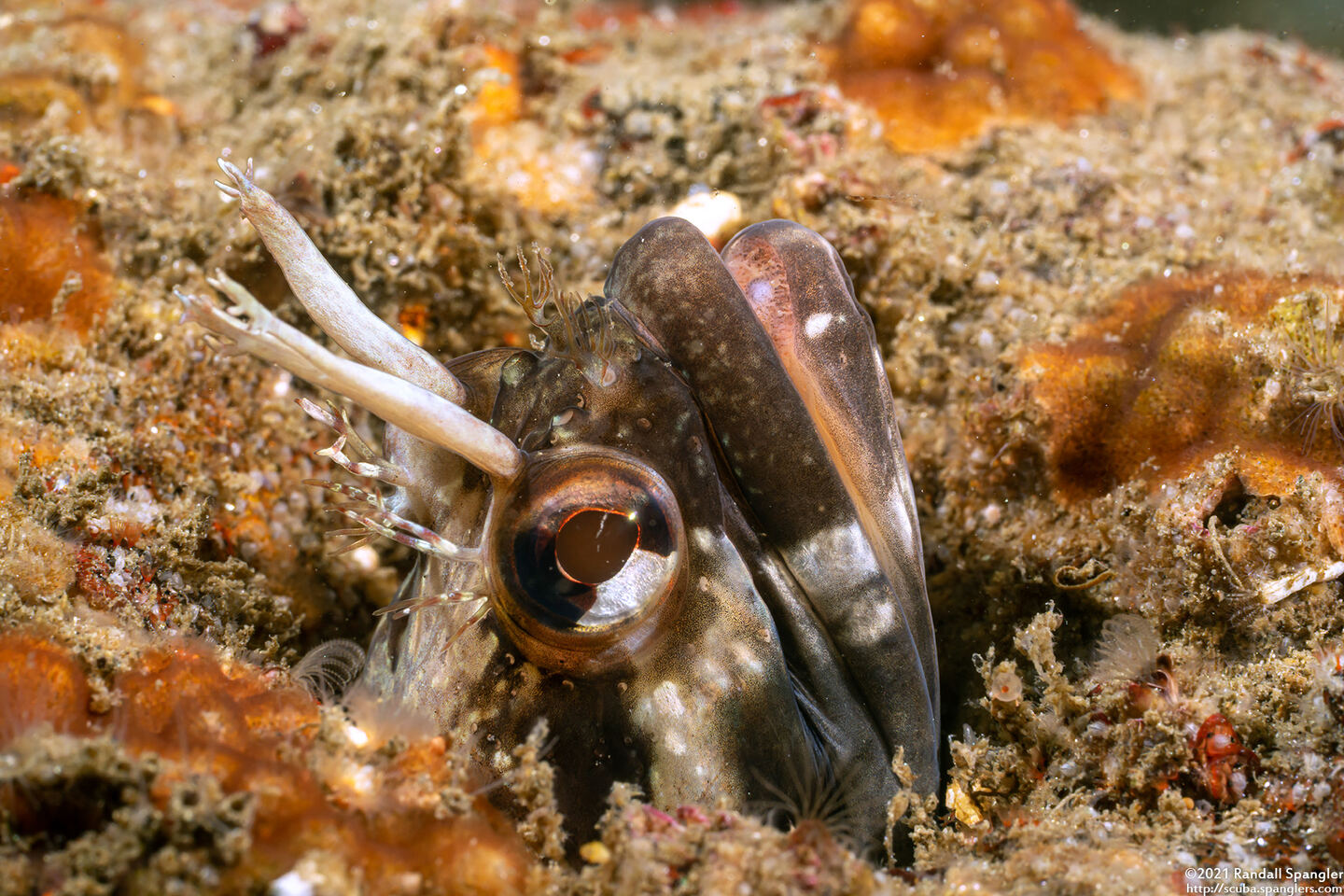 Neoclinus uninotatus (Onespot Fringehead)