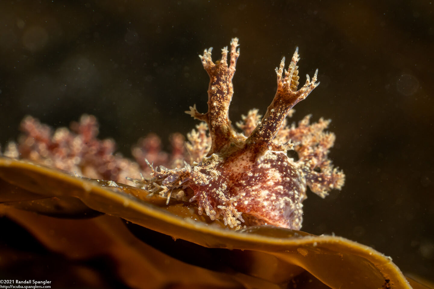 Dendronotus venustus (Branched Dendronotus)