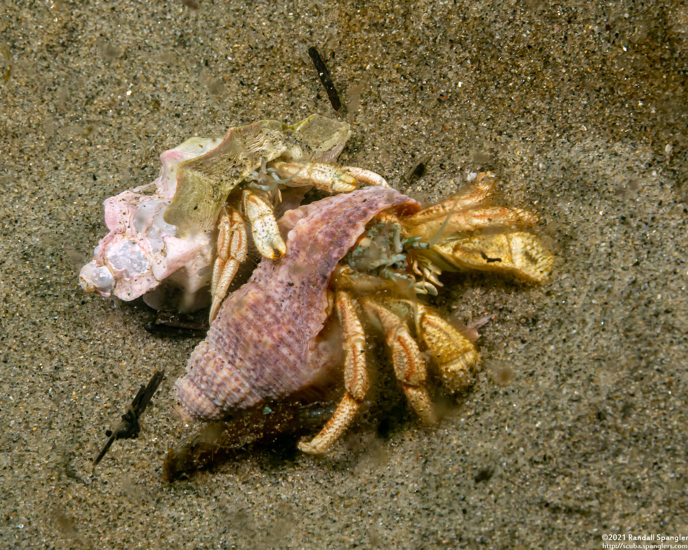 Isocheles pilosus (Moonsnail Hermit Crab)