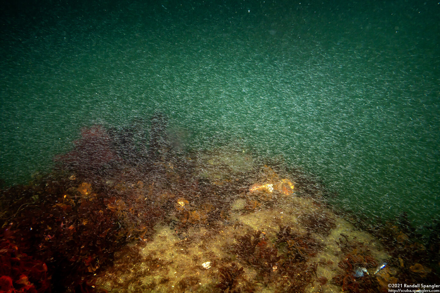 Order Mysida (Mysids)