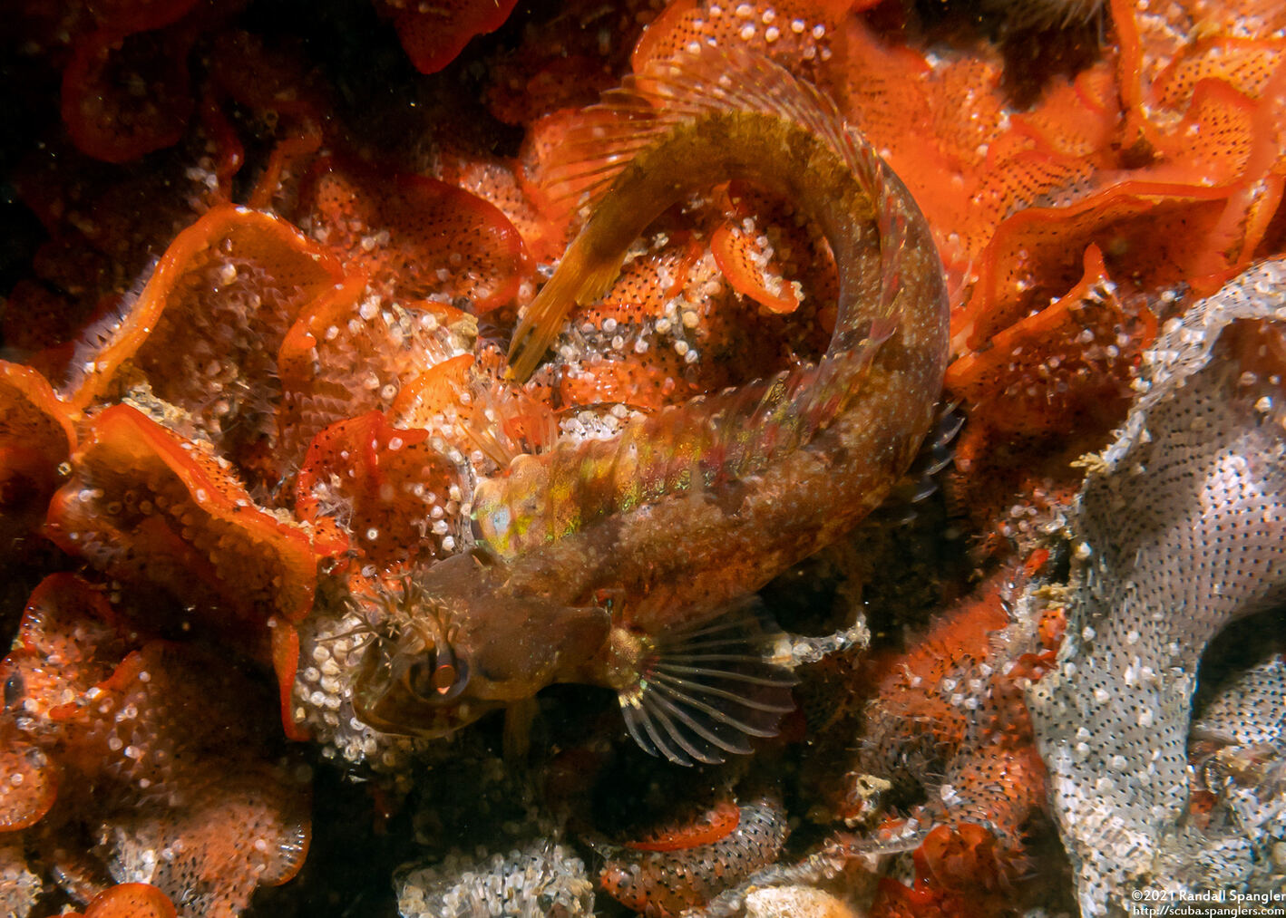 Neoclinus stephensae (Yellowfin Fringehead)