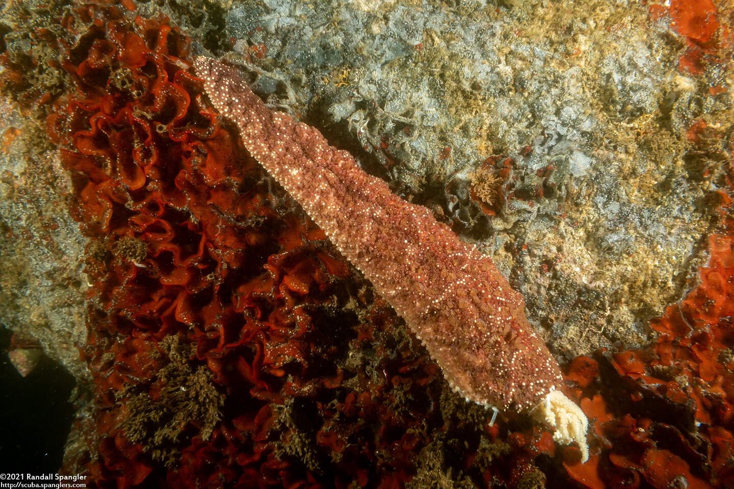 Pisaster ochraceus (Ochre Star); Detached (or torn off) arm
