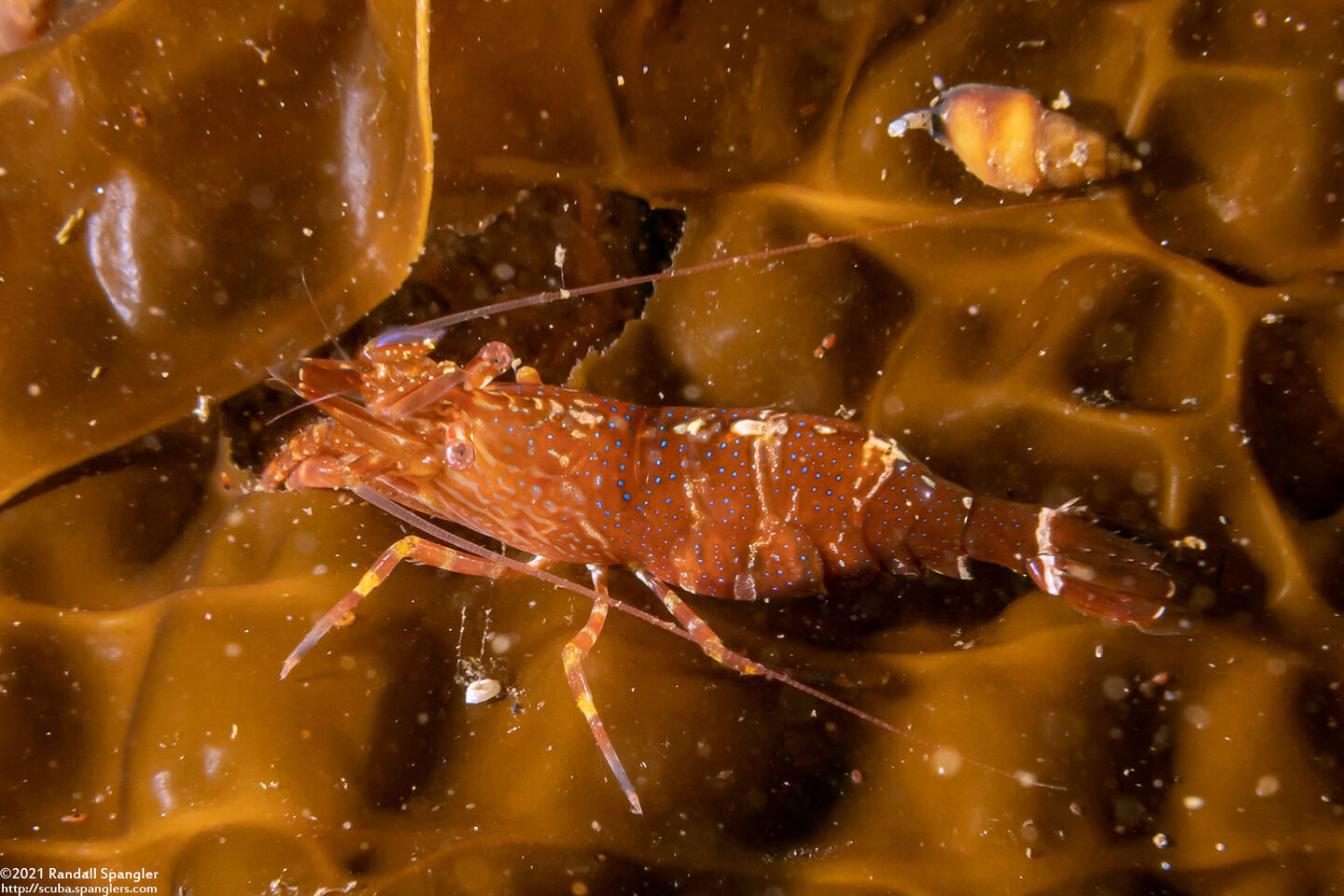 Heptacarpus palpator (Intertidal Coastal Shrimp)