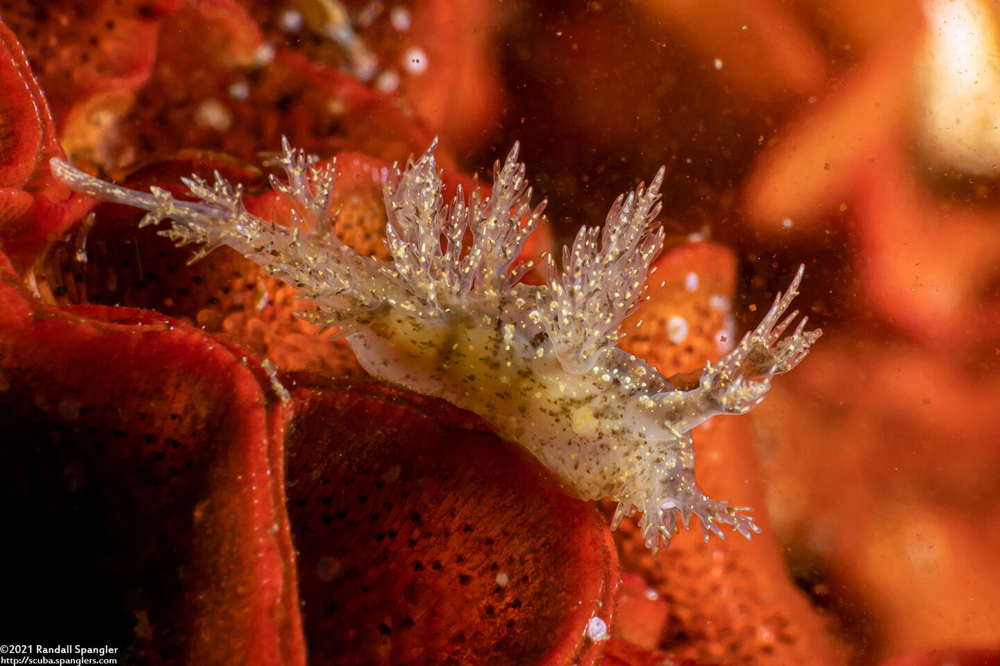 Dendronotus venustus (Branched Dendronotus)