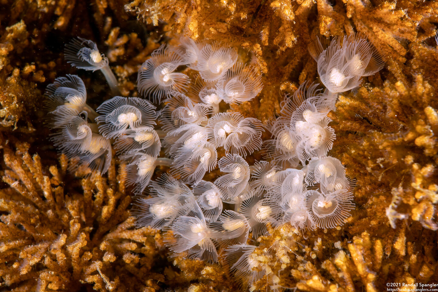 Phoronis ijimai (Vancouver Phoronid)