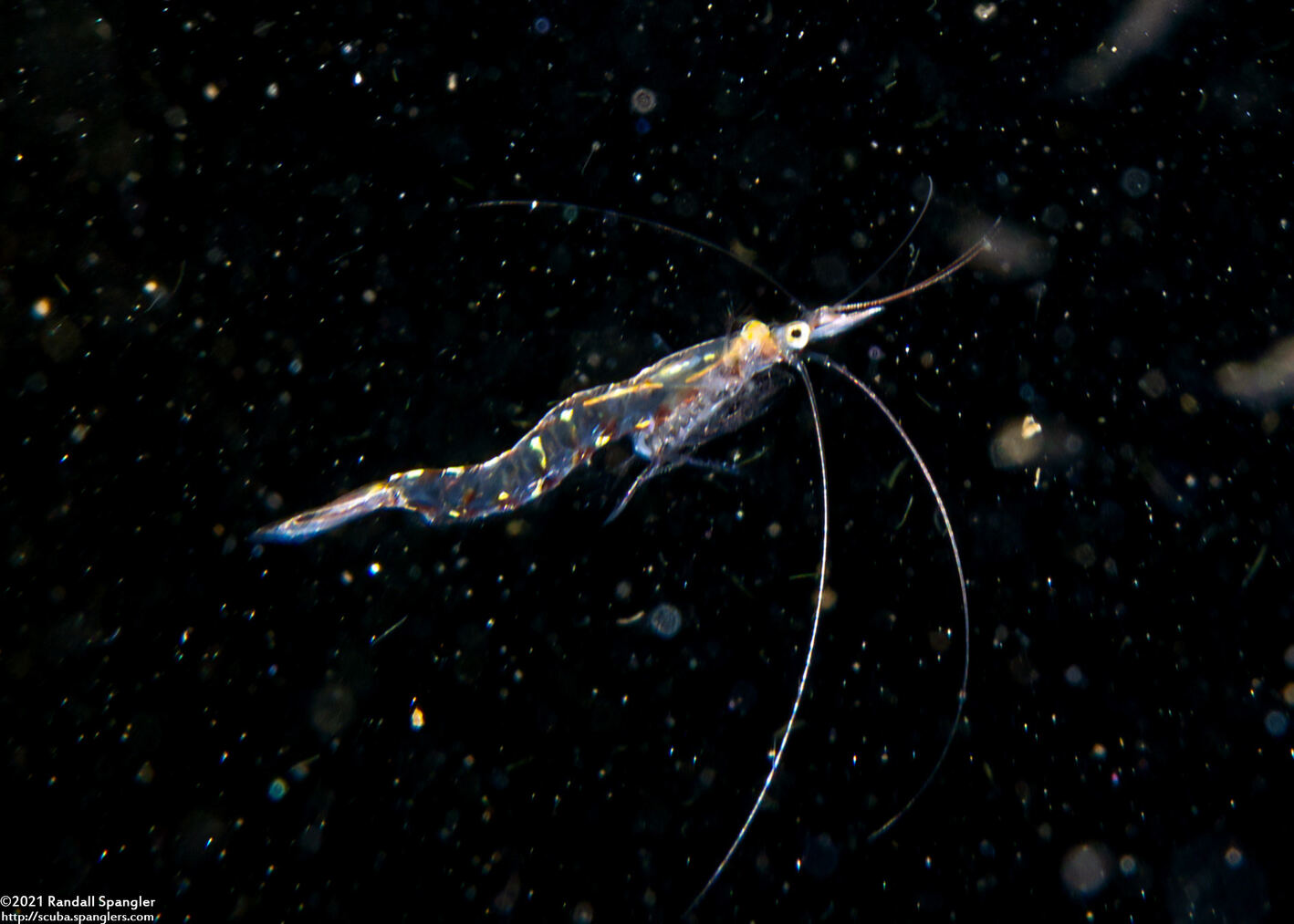 Order Mysida (Mysids)