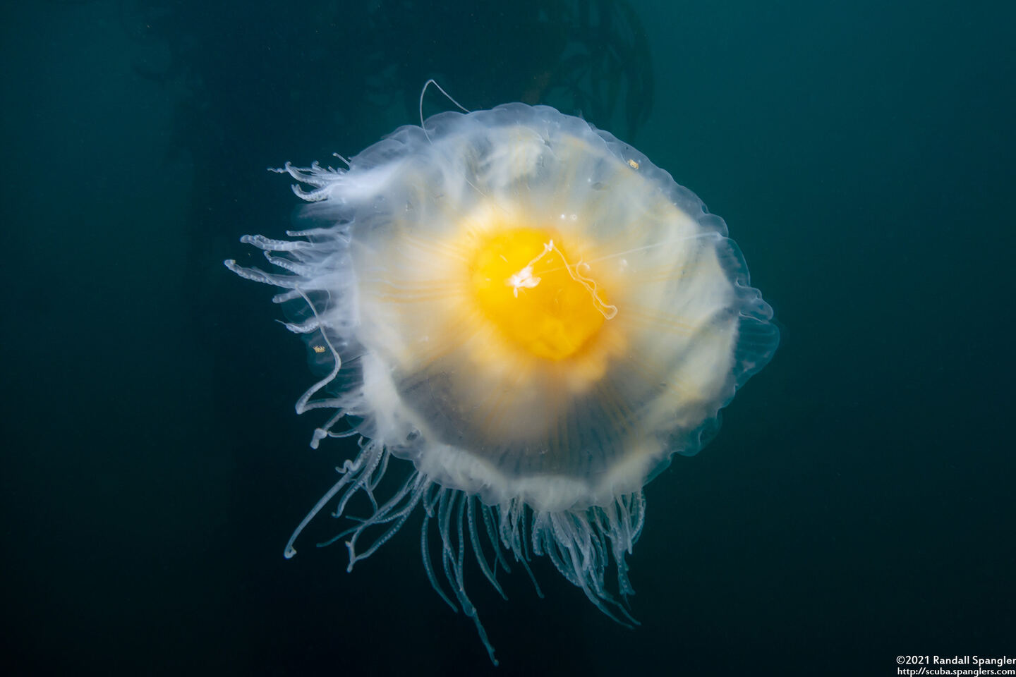 Phacellophora camtschatica (Egg-Yolk Jelly)