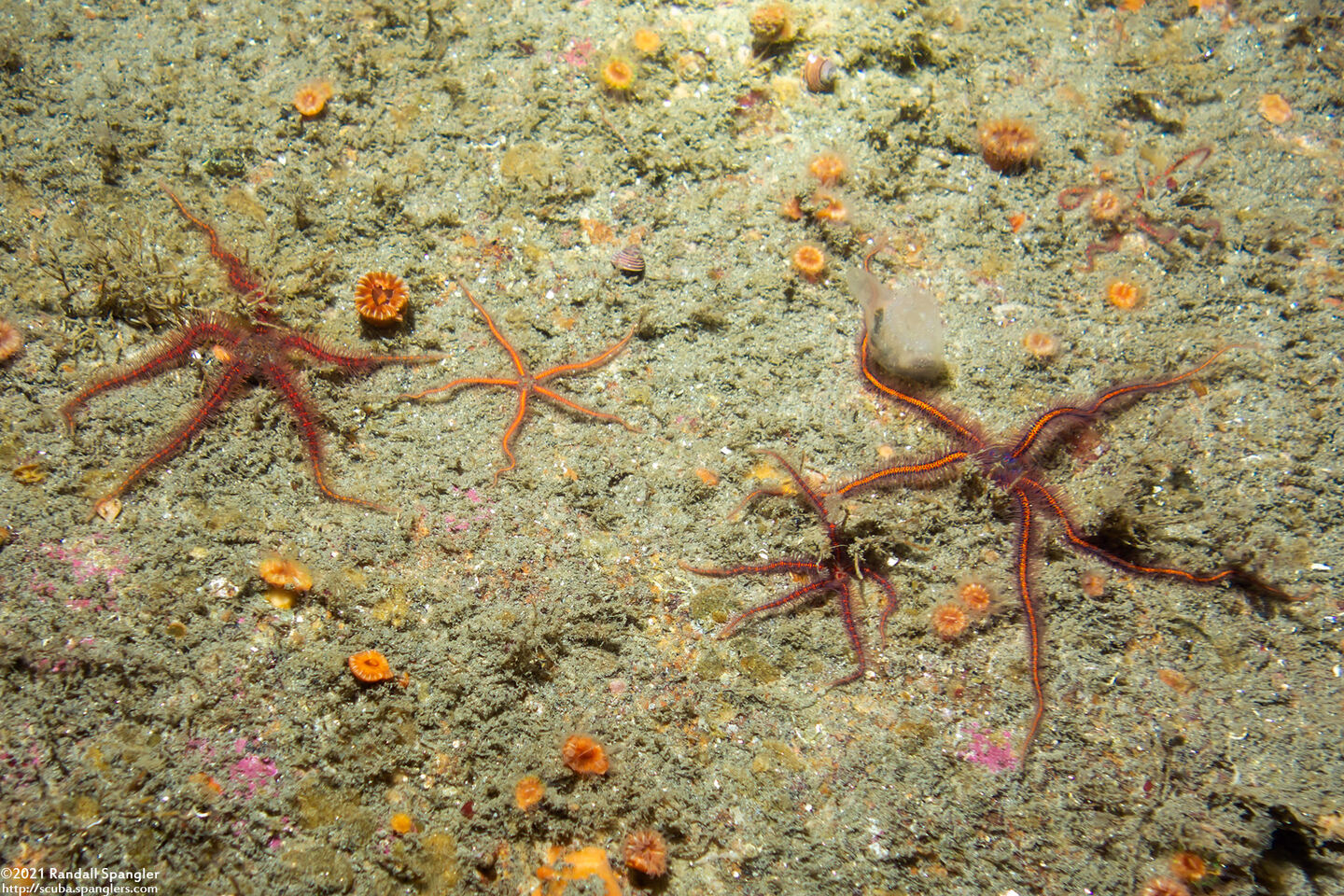 Ophiothrix spiculata (Spiny Brittle Star)