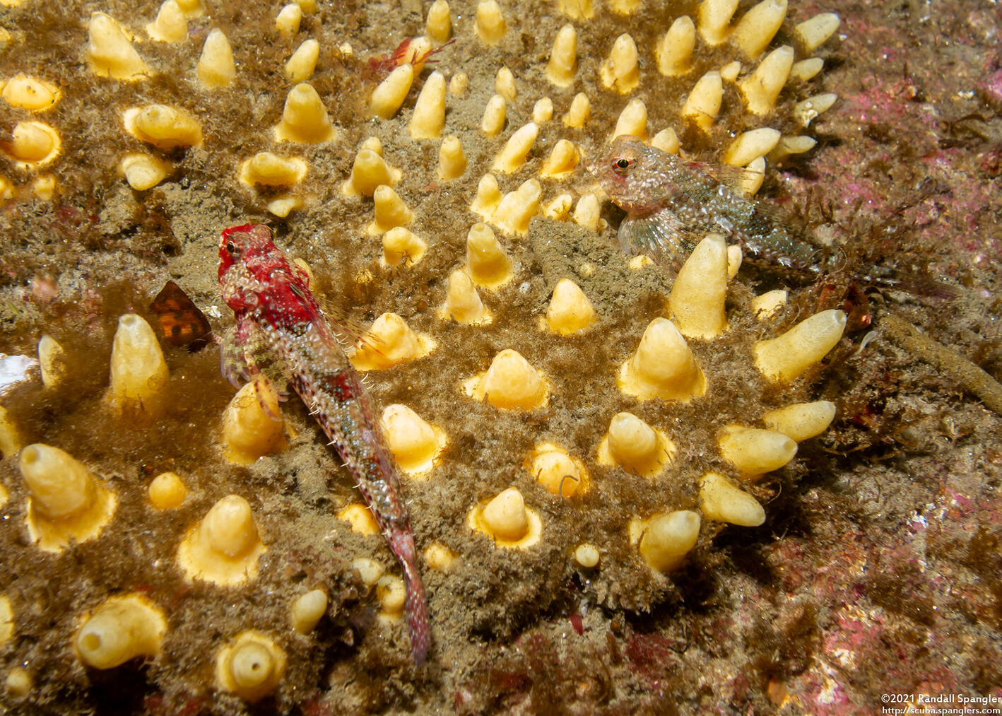 Orthonopias triacis (Snubnose Sculpin); Pair of sculpins on a sponge