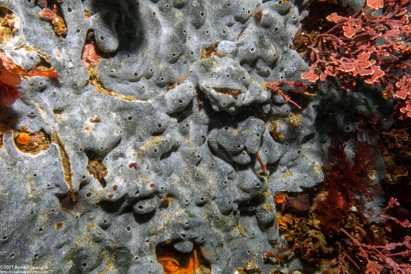 Trididemnum sp.1 (Trididemnum sp.1)