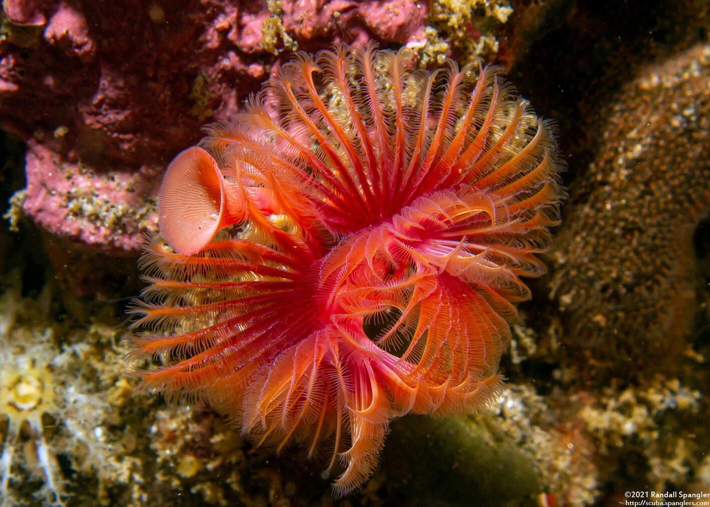 Serpula columbiana (Serpulid Worm)