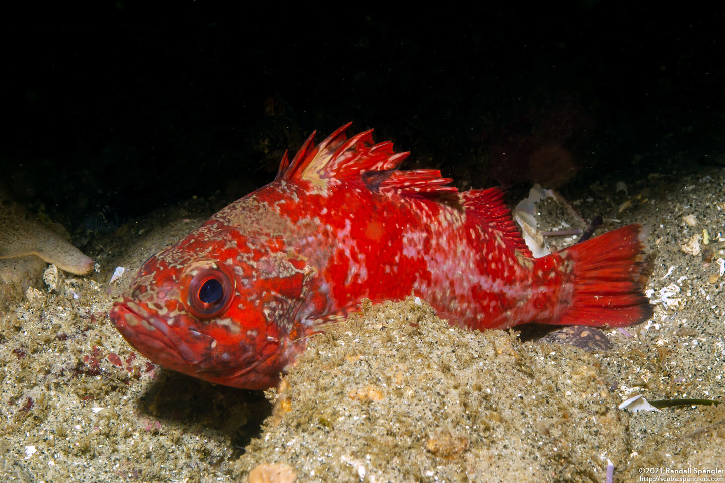 Sebastes miniatus (Vermilion Rockfish)