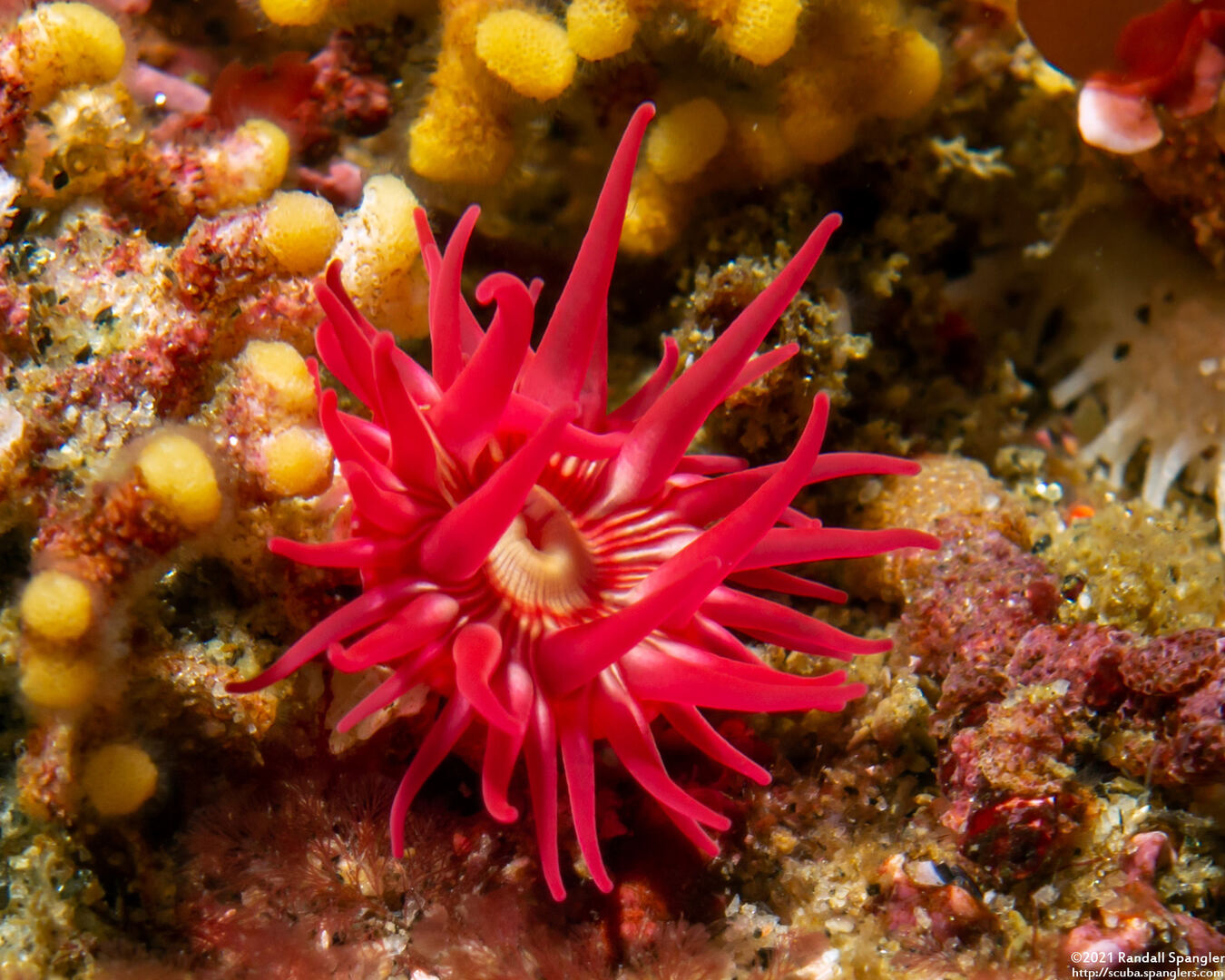 Urticina eques (White-Spotted Rose Anemone)
