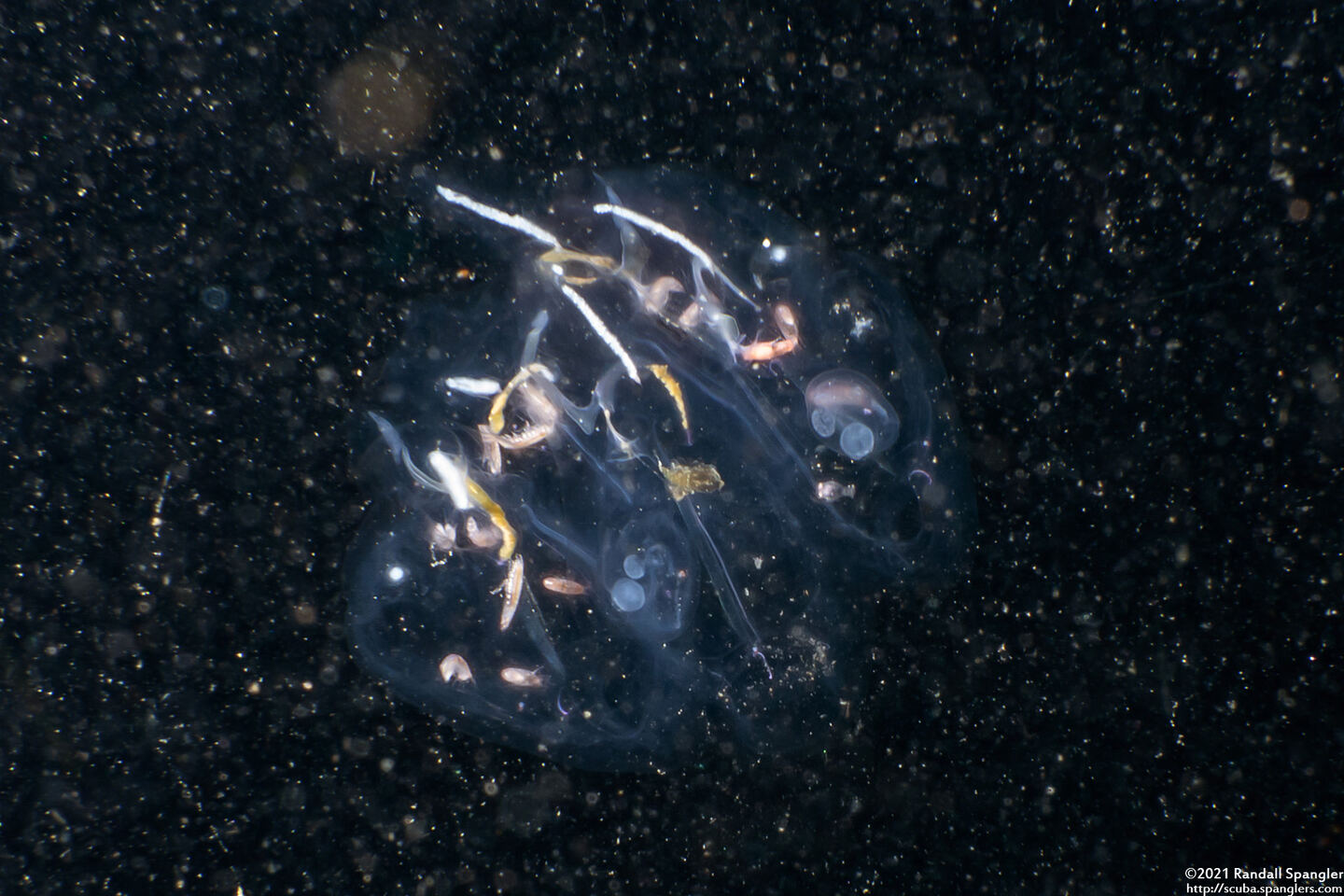 Cyclosalpa bakeri (Cyclosalpa Bakeri)