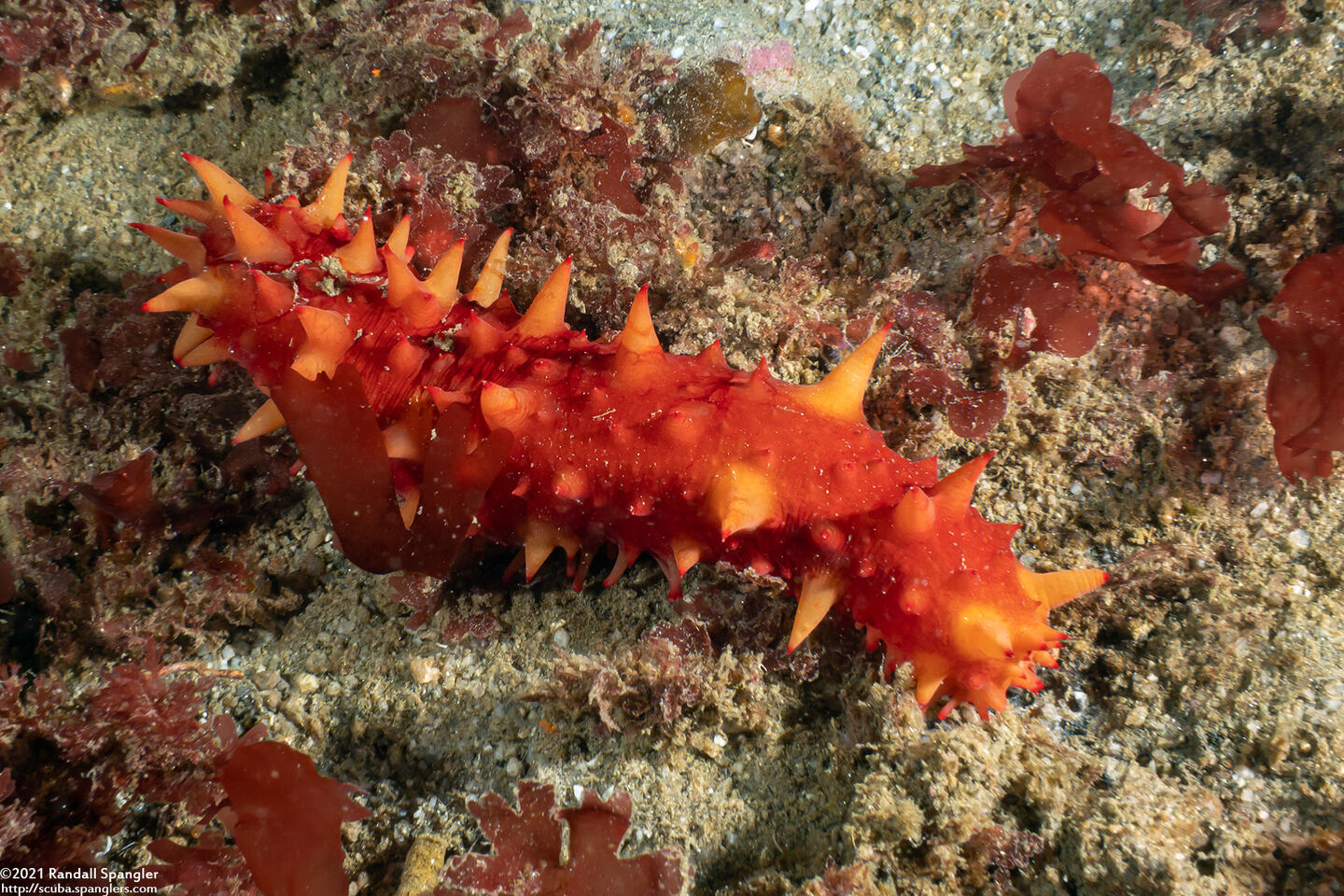 Parastichopus californicus (California Sea Cucumber)