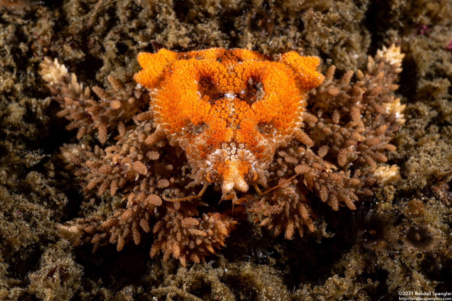 Phyllolithodes papillosus (Heart Crab)