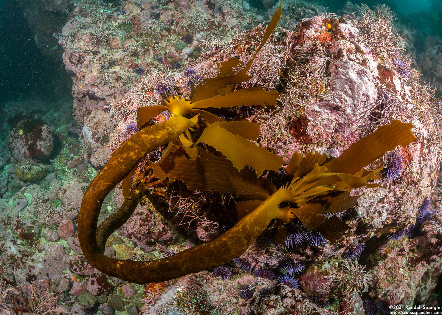 Eisenia arborea (Southern Sea Palm)