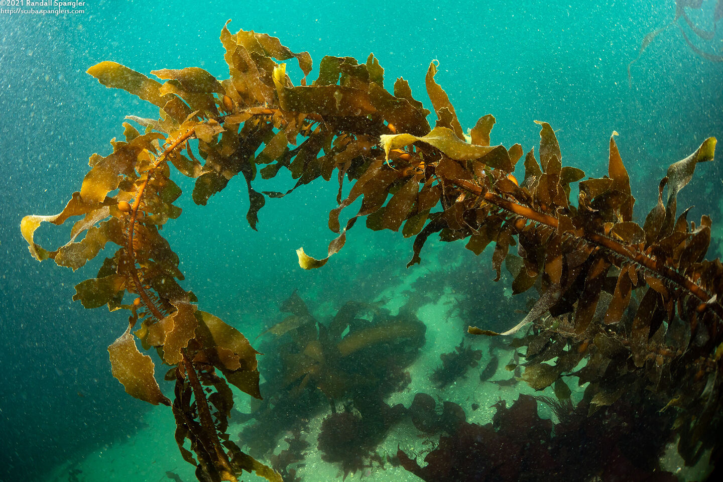 Egregia menziesii (Feather Boa Kelp)
