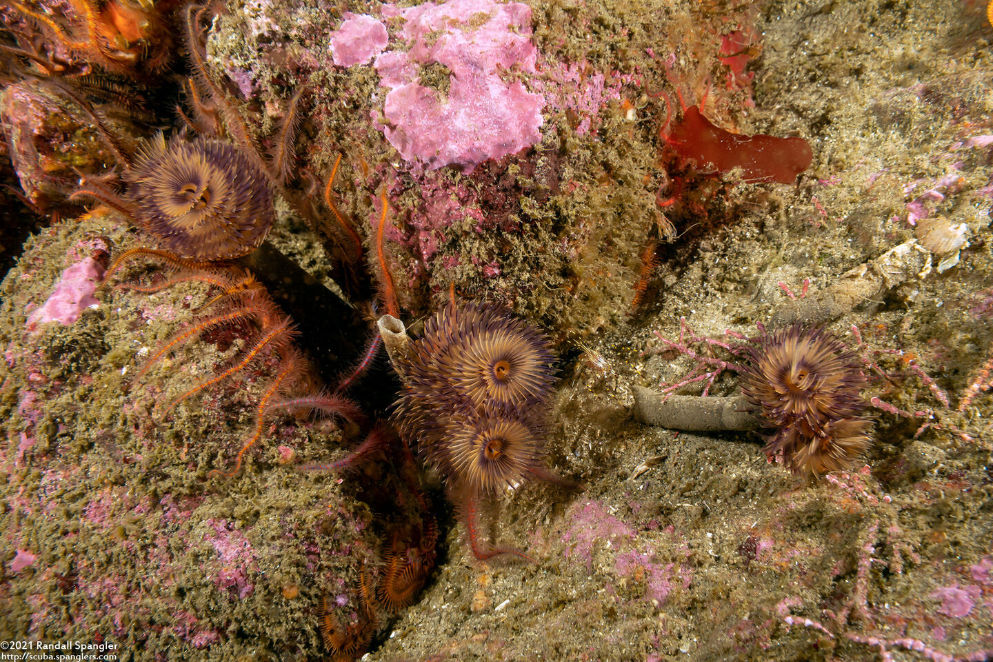 Bispira sp.4 (Bispira sp.4)