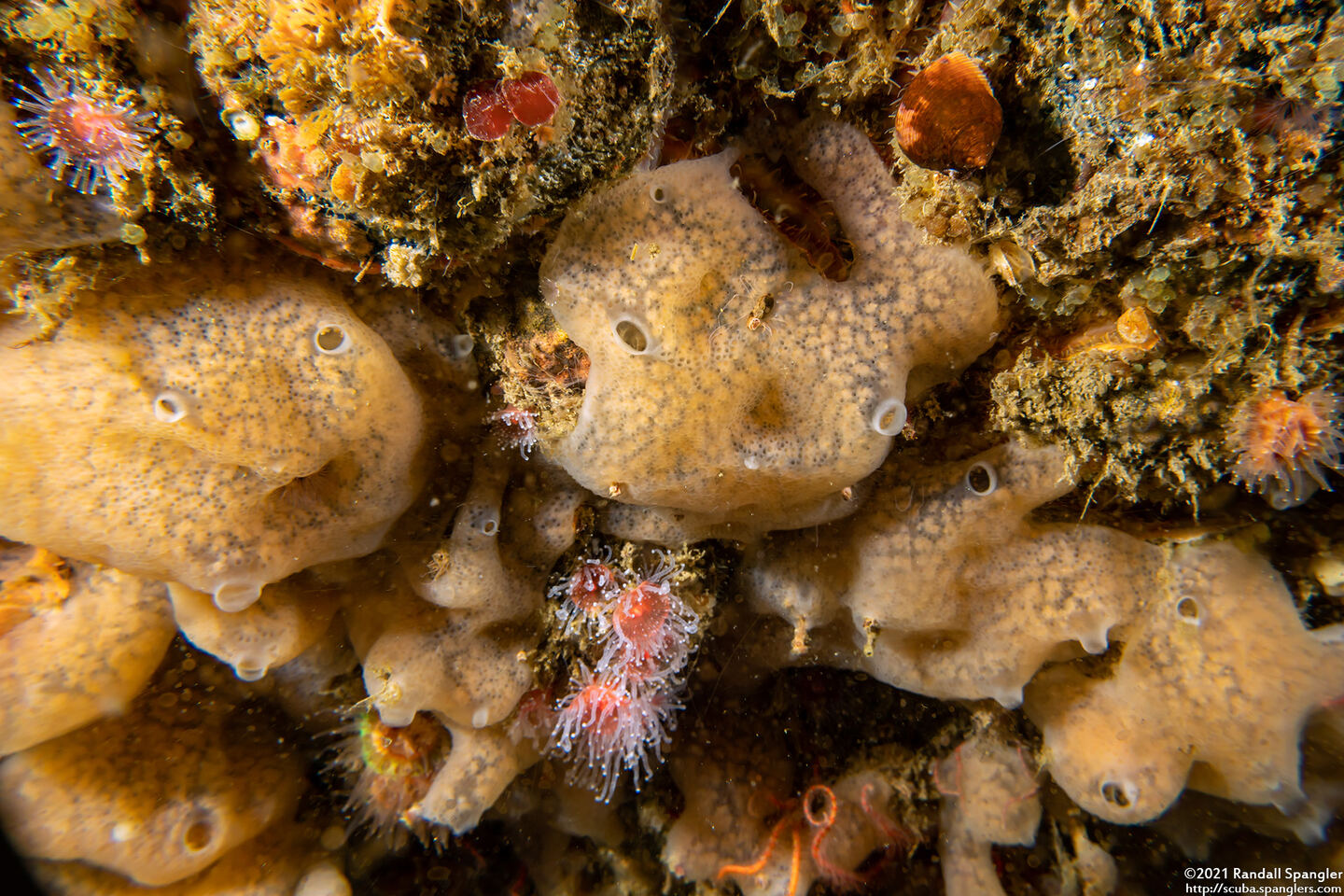 Leucandra losangelensis (Leucandra losangelensis)