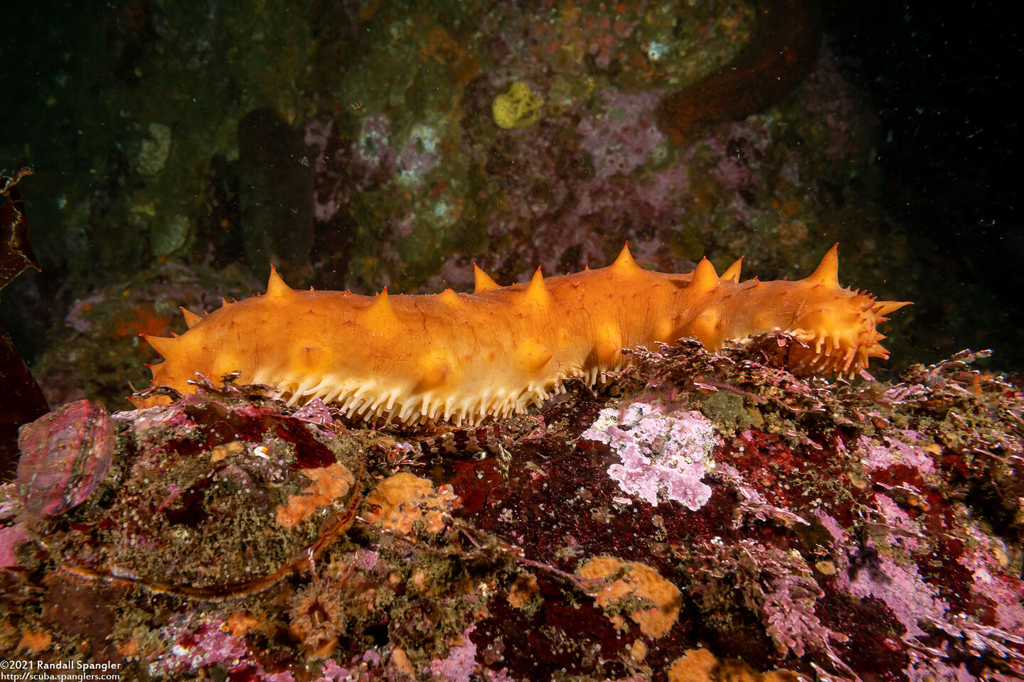 Parastichopus californicus (California Sea Cucumber)