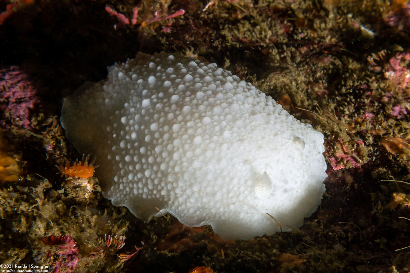 Doris odhneri (White Knight Dorid)