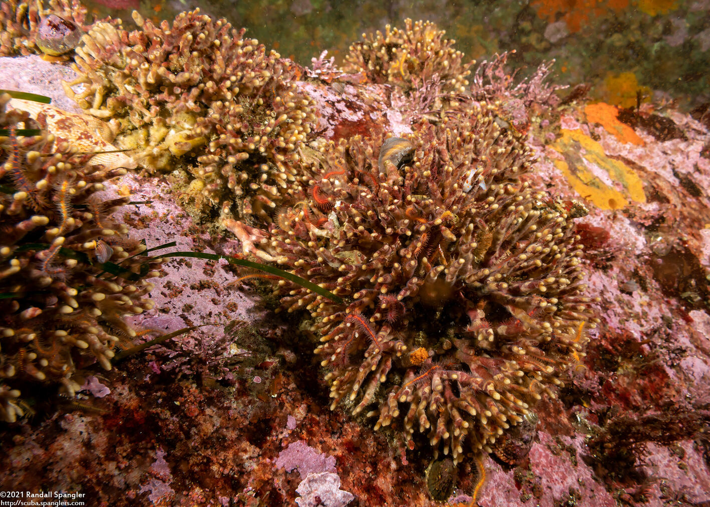 Celleporina sp.1 (Staghorn Bryozoan)