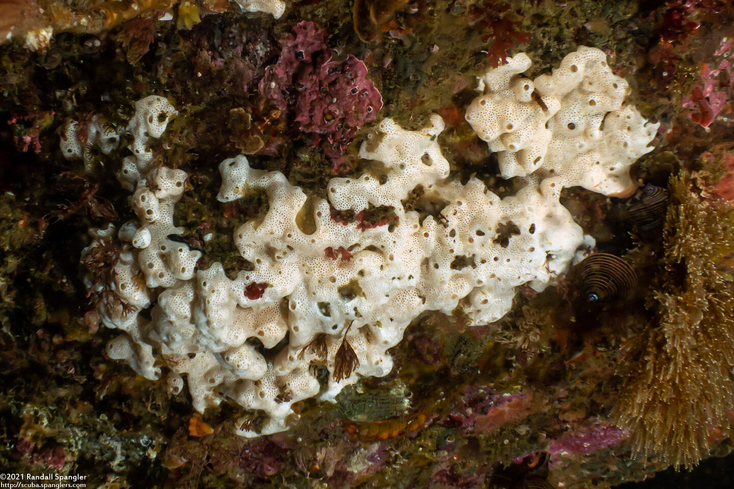 Didemnum sp.4 (Didemnum sp.4)