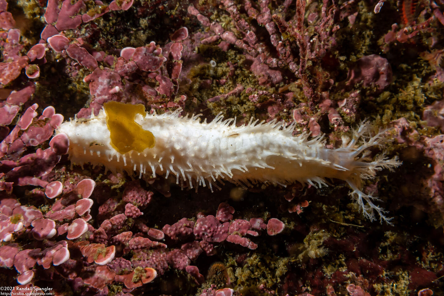 Pseudocnus lubricus (Fisher's Sea Cucumber)