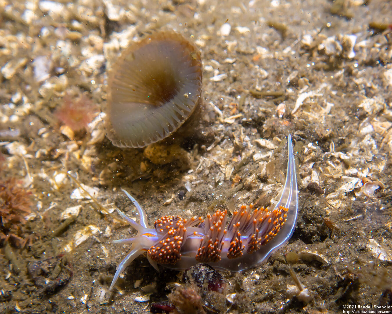 Hermissenda opalescens (Opalescent Nudibranch)