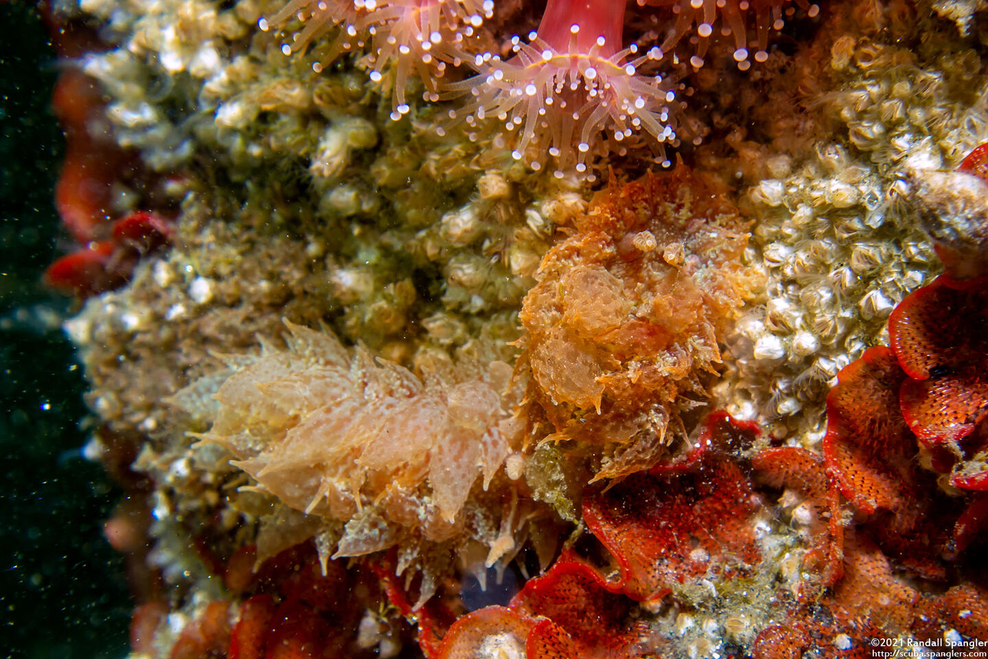 Dirona picta (Colorful Dirona)