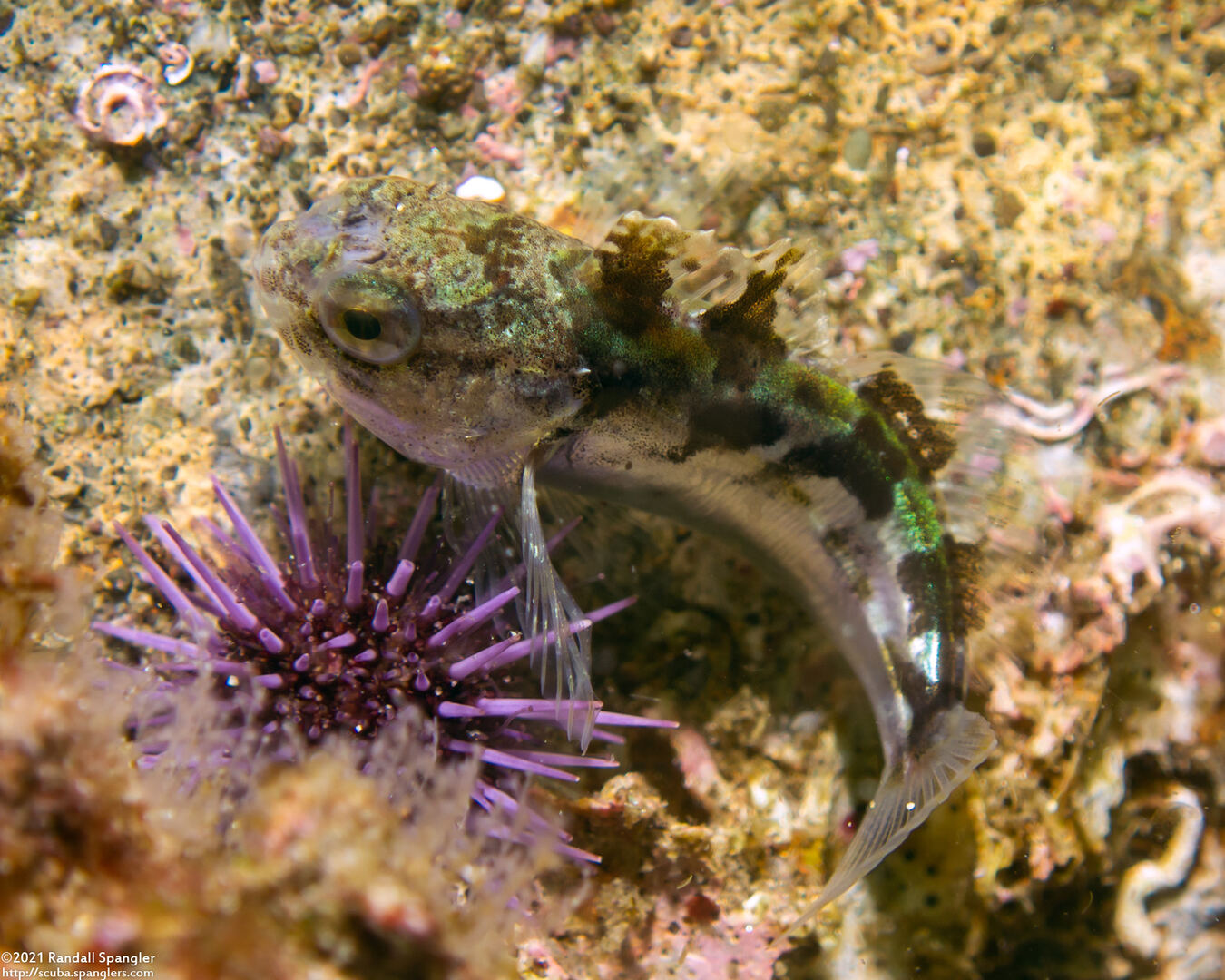 Scorpaenichthys marmoratus (Cabezon)