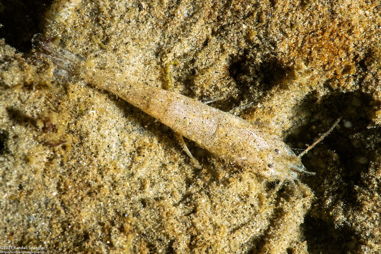 Crangon franciscorum (California Bay Shrimp)