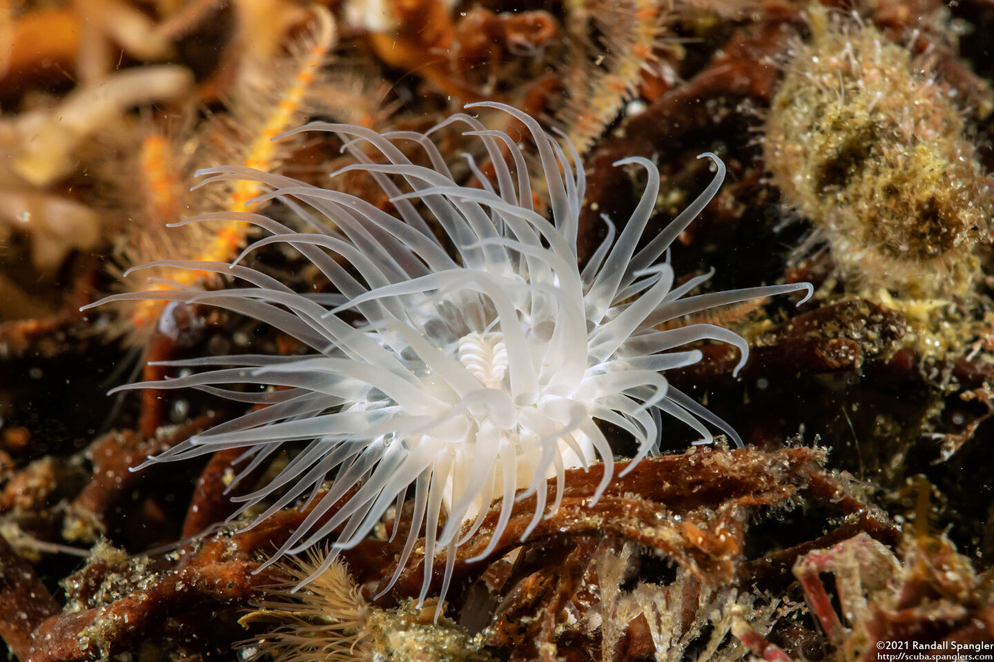 Diadumene leucolena (Ghost Anemone)