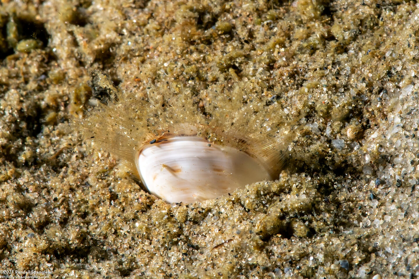 Glottidia albida (Stalked Brachiopod)