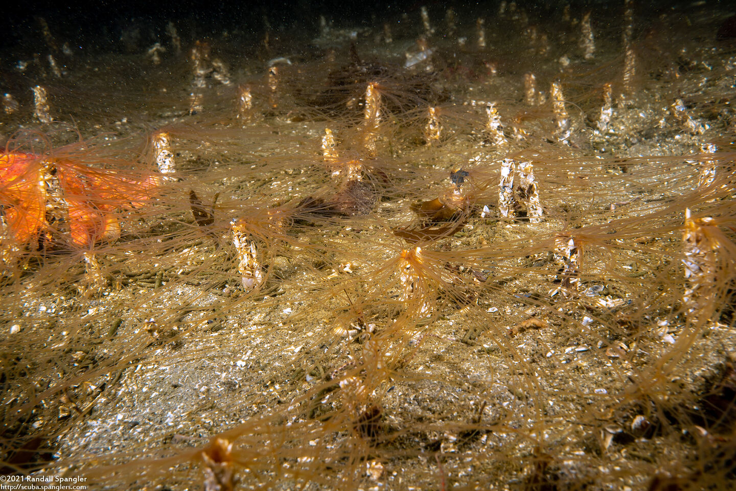 Thelepus crispus (Terebellid Worm)
