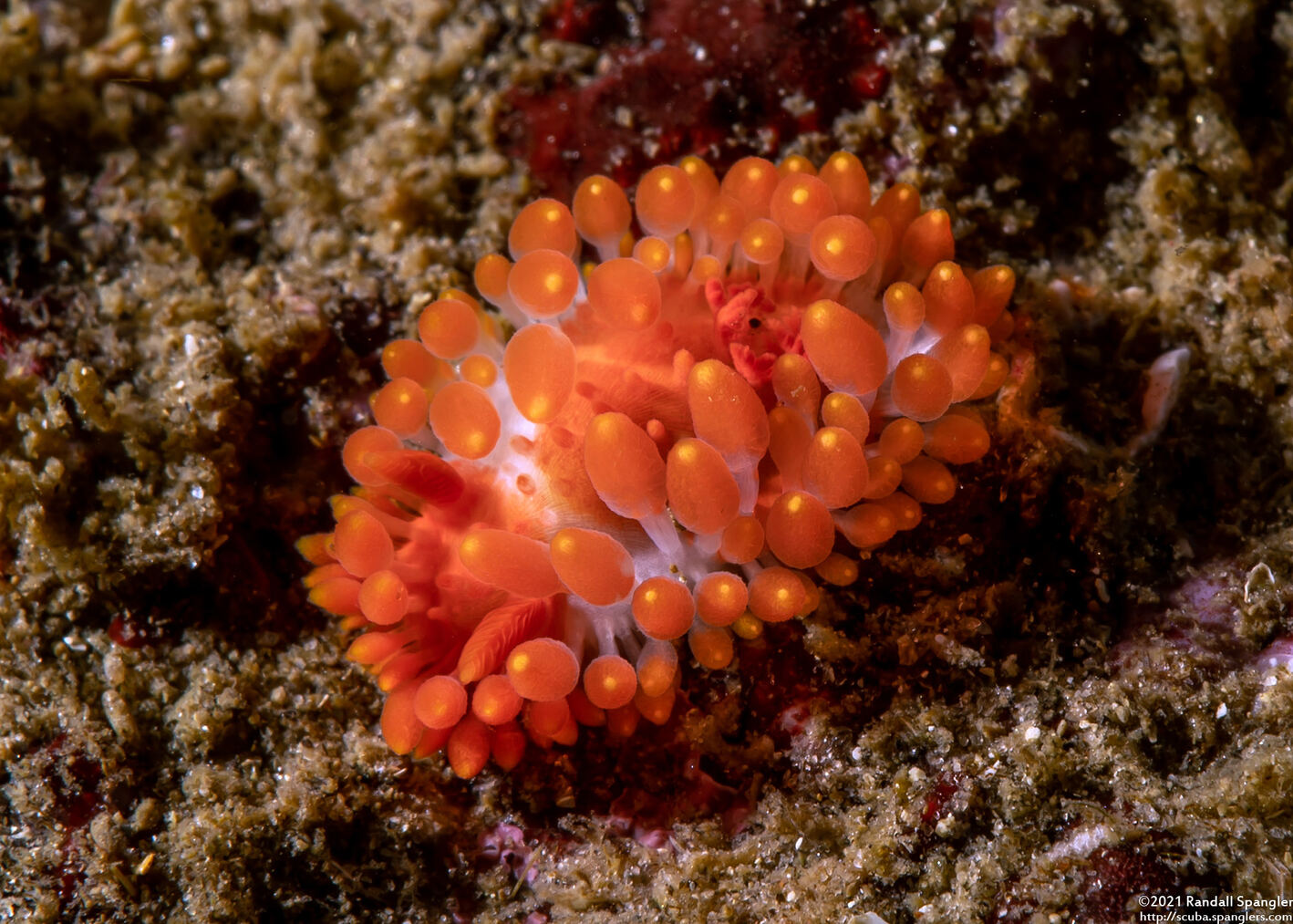 Limacia cockerelli (Cockerell's Dorid)
