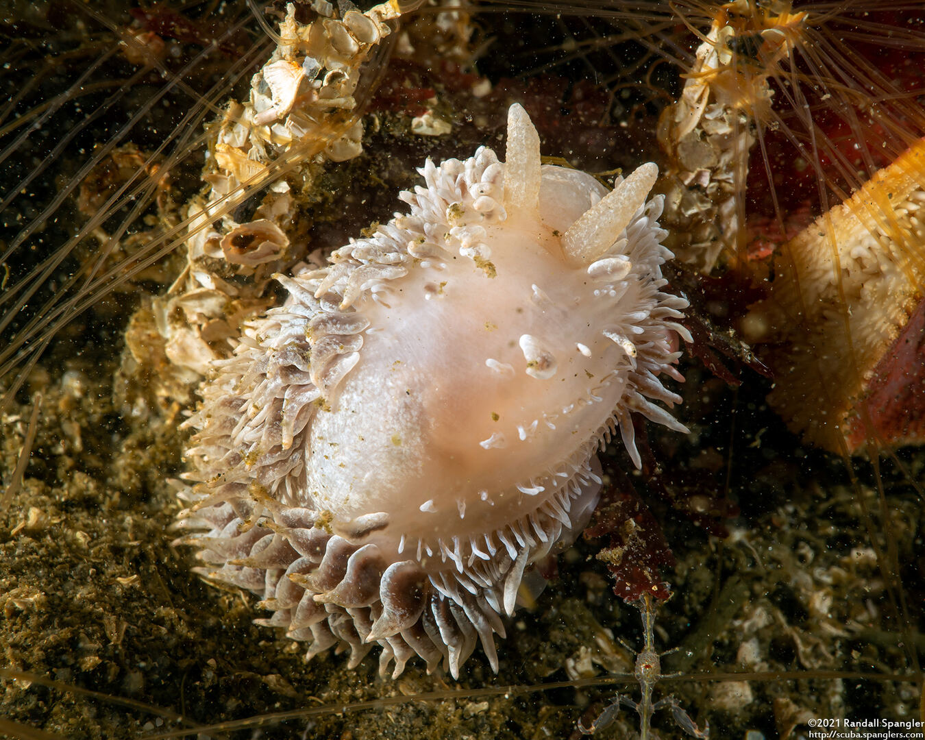 Aeolidia loui (Shag-Rug Aeolid); Missing most of its cerata, probably eaten by another nudibranch