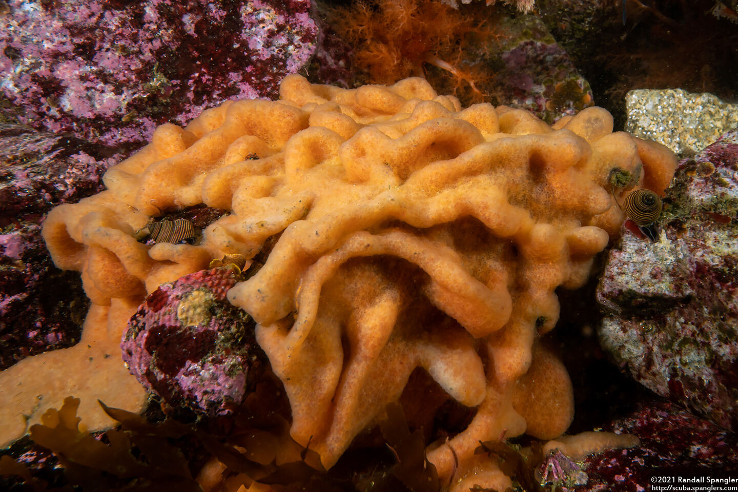 Aplidium californicum (Sea Pork)