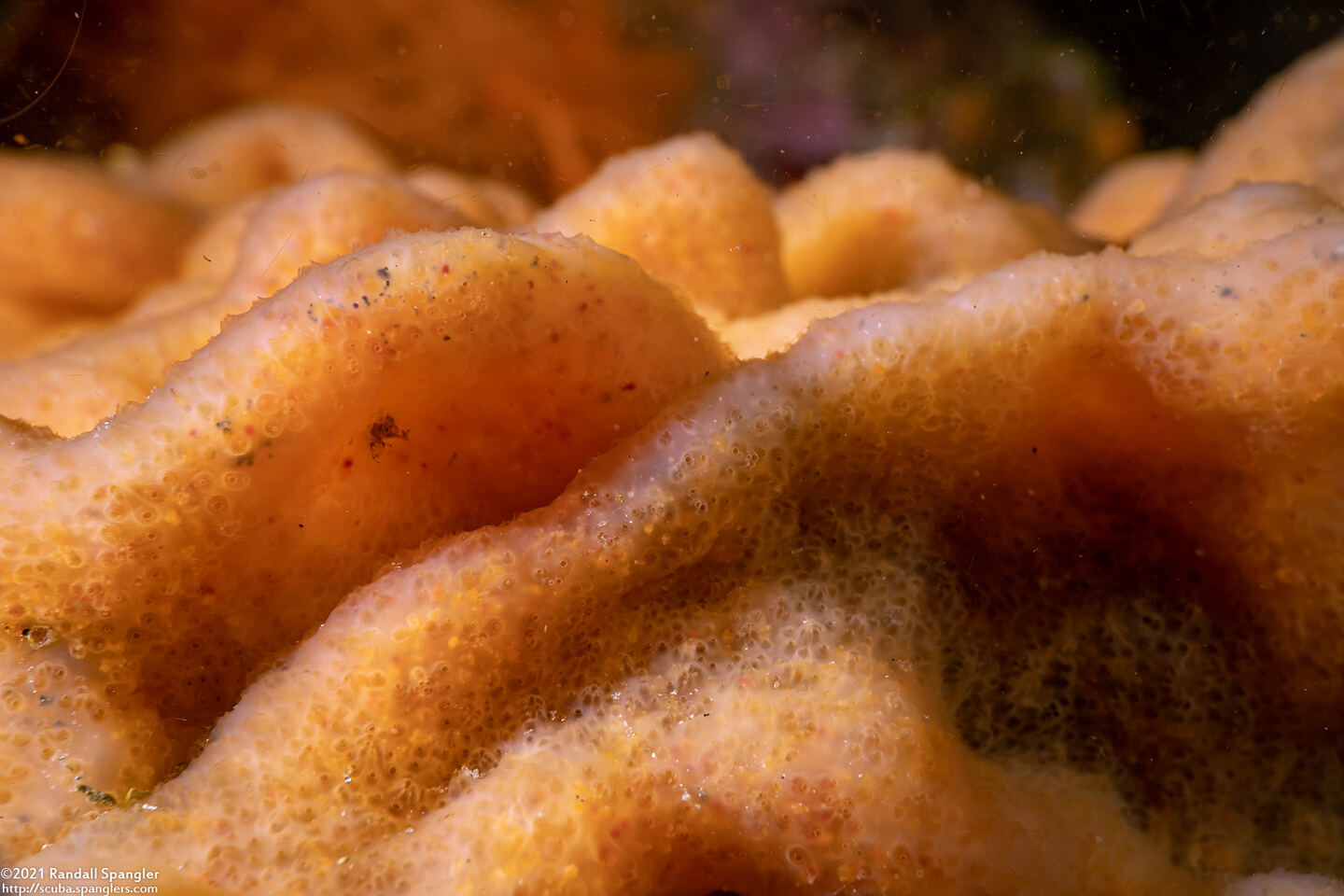 Aplidium californicum (Sea Pork)