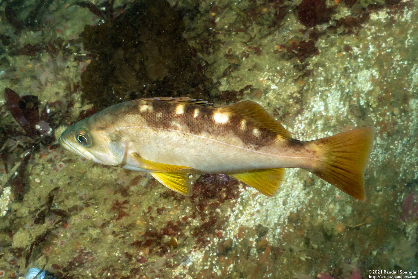 Sebastes flavidus (Yellowtail Rockfish)