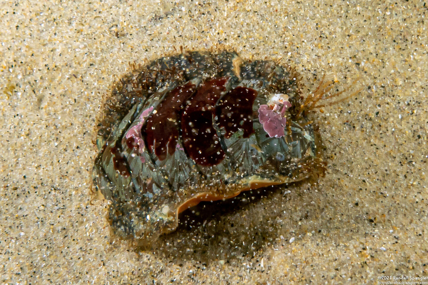 Mopalia lignosa (Woody Chiton)