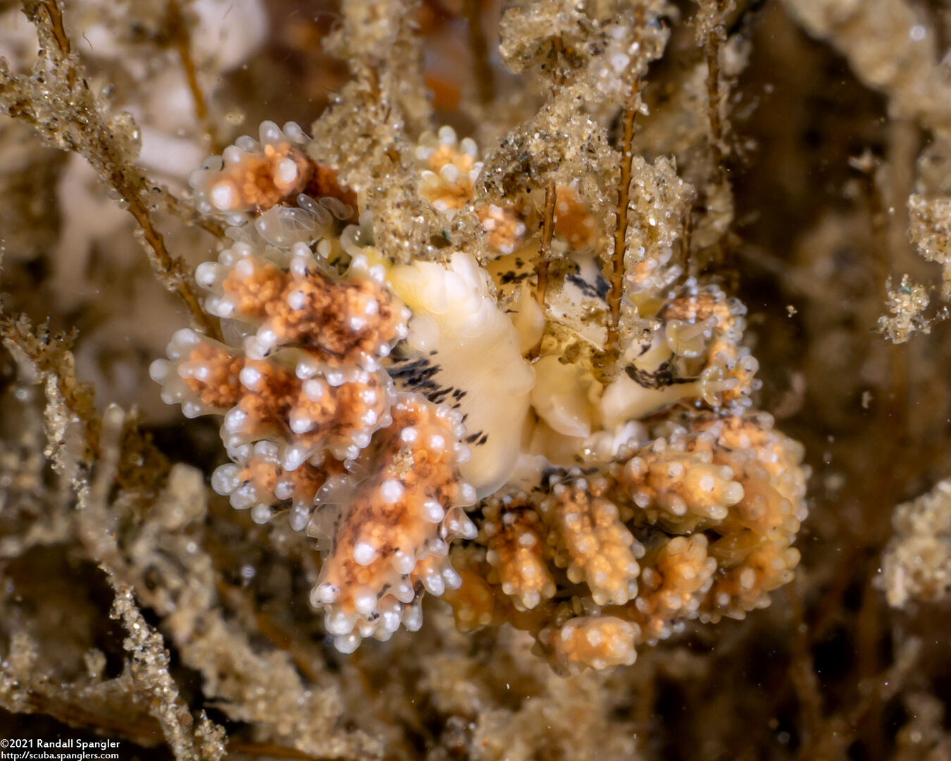 Doto kya (Dark Doto)