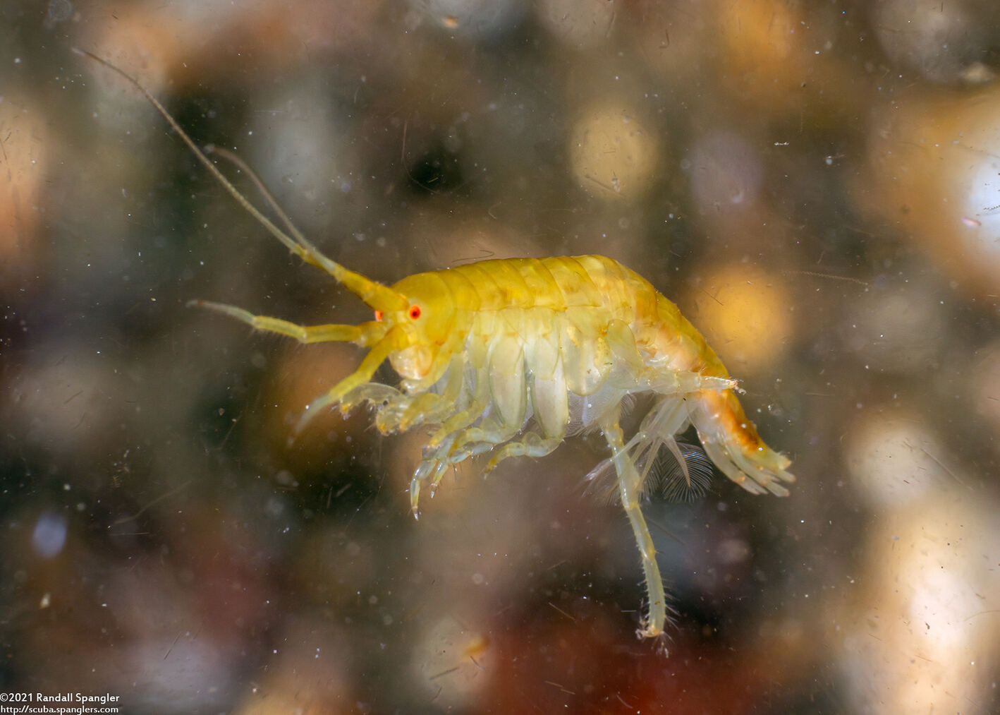 Sunamphitoe humeralis (Kelp Amphipod)