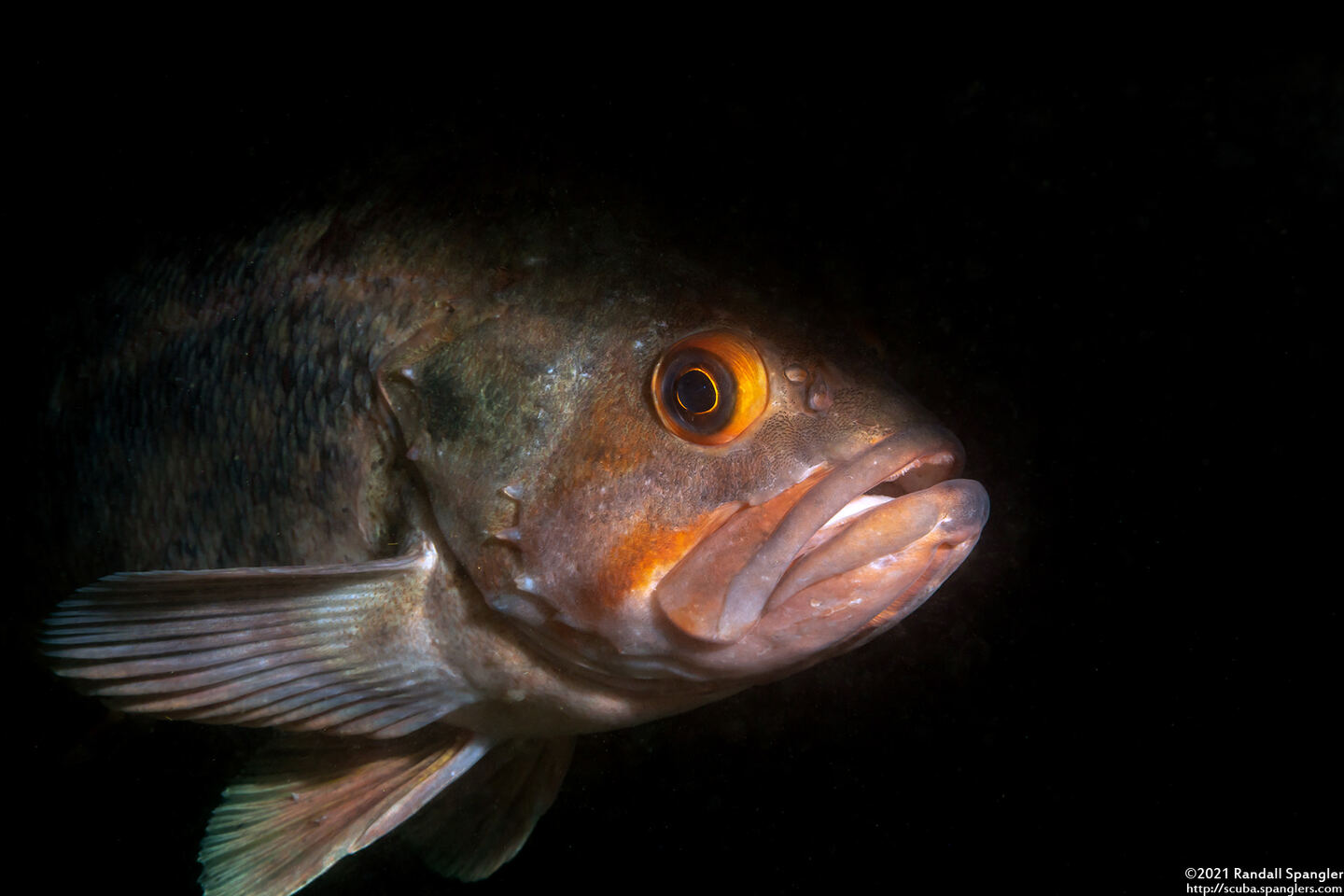 Sebastes auriculatus (Brown Rockfish)